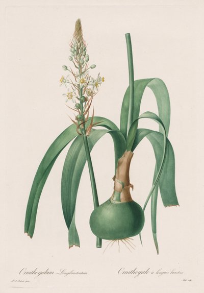 Les Liliacées: Ornithogalum longibracteatum alkotó: Pierre Joseph Redouté