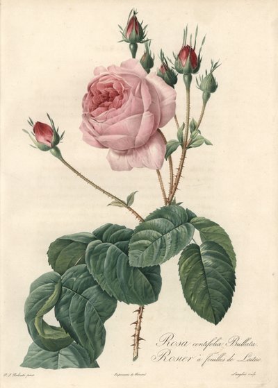 Salátalevél rózsa – Eau forte de Langlois, Pierre Joseph Redoute (1759-1840) illusztrációja alapján, a Les Rosesból alkotó: Pierre Joseph Redouté