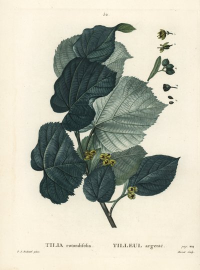 Hársfa, Tilia rotundifolia. Moret kézzel színezett foltmetszet Pierre-Joseph Redoute illusztrációja nyomán Henri Louis Duhamel du Moncel Treat des Arbres et Shrustes című művéből, Párizs alkotó: Pierre Joseph Redouté