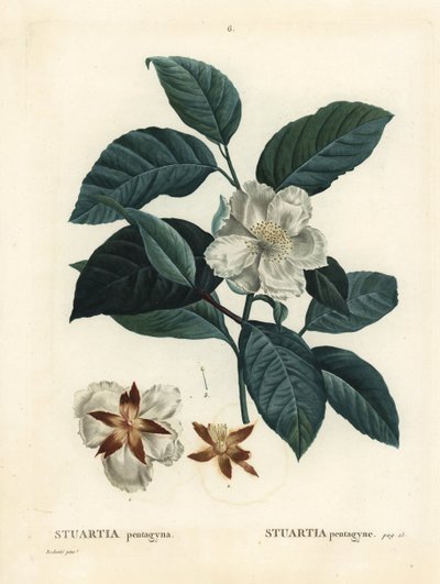 Malachodendron pentagynum (Stewartia vagy Stuartia pentagyna). Kézzel színezett foltmetszet Pierre-Joseph Redoute illusztrációja nyomán Henri Louis Duhamel du Monceau: Treat des Arbres et Shrustes, Párizs alkotó: Pierre Joseph Redouté