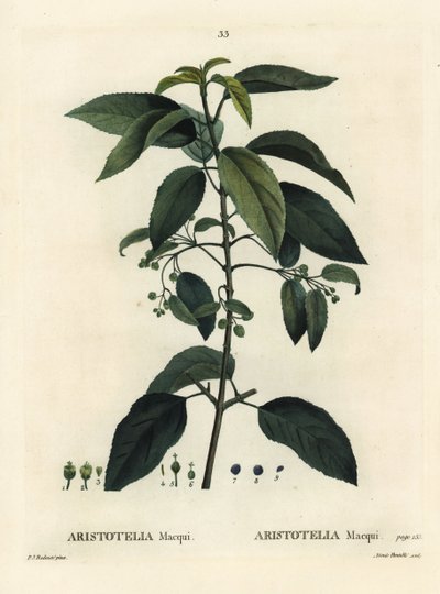 Maqui vagy chilei borbogyó, Aristotelia chilensis (Aristotelia maqui). Aimee kézzel festett foltmetszet Pierre-Joseph Redoute illusztrációja nyomán Henri Louis Duhamel du Moncel Fák és cserjék csemege című művéből, Párizs alkotó: Pierre Joseph Redouté