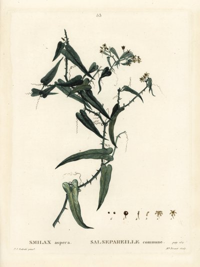 Mediterrán smilax, Smilax aspera. Brenet kisasszony kézzel színezett pecsétmetszete Pierre-Joseph Redoute illusztrációja nyomán Henri Louis Duhamel du Moncel Treat des Arbres et Shrustes című művéből, Párizs alkotó: Pierre Joseph Redouté