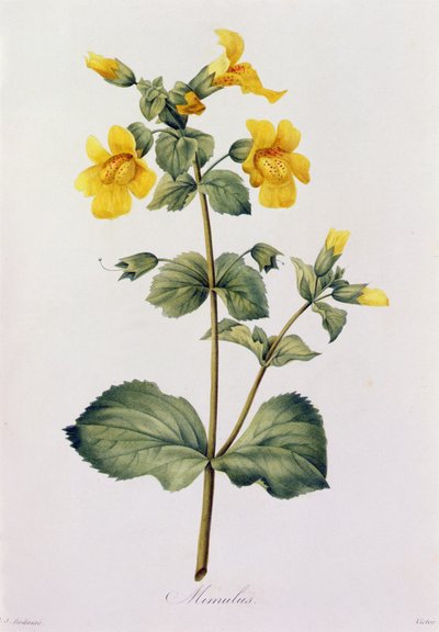 Mimulus (színes metszet) alkotó: Pierre Joseph Redouté