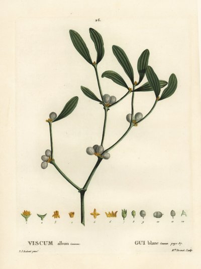 Fagyöngy, Visum album. Brenet kisasszony kézzel színezett pecsétmetszete Pierre-Joseph Redoute illusztrációja nyomán Henri Louis Duhamel du Moncel Treat des Arbres et Shrustes című művéből, Párizs alkotó: Pierre Joseph Redouté