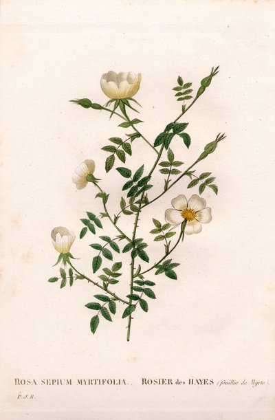 Mirtuszlevelű sövényrózsa, Rosa aggrestis fajta, Rose des Hayes mirtuszlevelekkel. Kézzel színezett rézmetszet, Pierre Joseph Redoute „Les Roses” Paris című művéből alkotó: Pierre Joseph Redouté