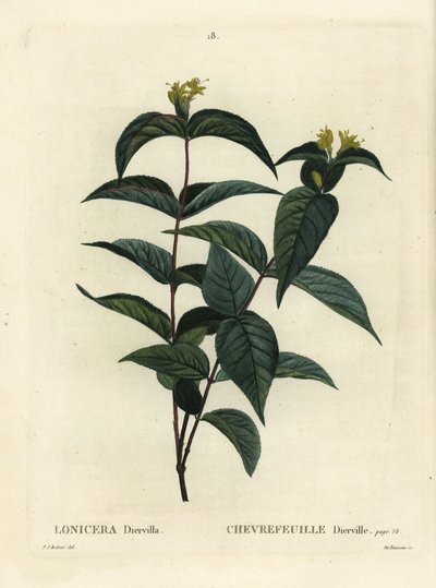 Északi bokor lonc, Diervilla lonicera (Lonicera diervilla). Du Ruisseau kézzel színezett foltmetszet Pierre-Joseph Redoute illusztrációja nyomán Henri Louis Duhamel du Moncel Treat des Arbres et Shrustes című művéből, Párizs alkotó: Pierre Joseph Redouté