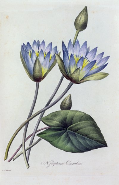 Nymphea Caerulea (színes metszet) alkotó: Pierre Joseph Redouté