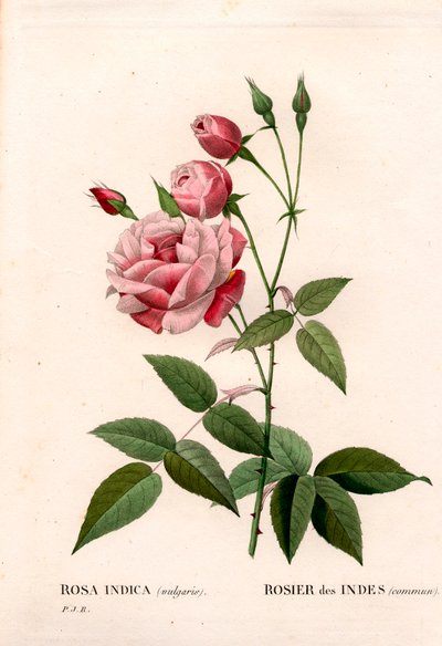 Régi pirosító rózsa, Rosa chinensis, indiai rózsa gyakori. Kézzel színezett rézmetszet, Pierre Joseph Redoute „Les Roses” Paris című művéből alkotó: Pierre Joseph Redouté