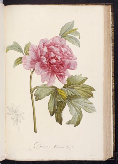 Bazsarózsa, Aime Bonpland, 1812–1414. alkotó: Pierre Joseph Redouté