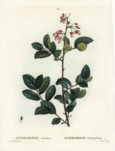 Pieris mariana (Andromeda mariana, Maryland Andromeda). Renard kézi színű foltmetszete Pierre-Joseph Redoute illusztrációja nyomán Henri Louis Duhamel du Moncel Treat des Arbres et Shrustes című művéből, Párizs alkotó: Pierre Joseph Redouté