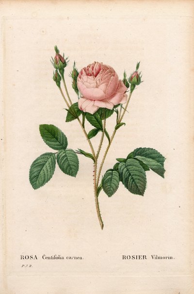 Pink Vilmorin, Rosa centifolia Vilmorin. Kézzel színezett rézmetszet, Pierre Joseph Redoute „Les Roses” Paris című művéből alkotó: Pierre Joseph Redouté