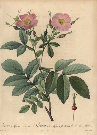 Rózsaszín alpesi rózsa, Rosa pendulina alkotó: Pierre Joseph Redouté