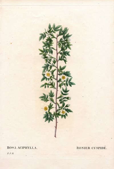 Pink cuspidate, Rosa canina fajta. Cuspid rózsa, Rosa aciphylla. Kézzel színezett rézmetszet, Pierre Joseph Redoute „Les Roses” Paris című művéből alkotó: Pierre Joseph Redouté