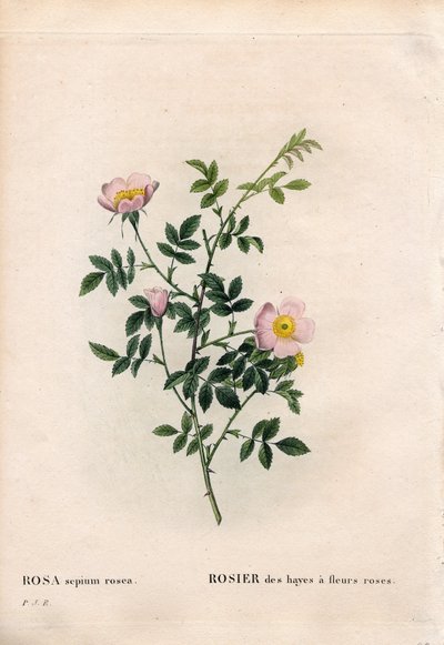 Rózsaszín sövényrózsa, Rosa aggrestis fajta, Rózsaszín virágú széna rózsa. Kézzel színezett rézmetszet, Pierre Joseph Redoute „Les Roses” Paris című művéből alkotó: Pierre Joseph Redouté