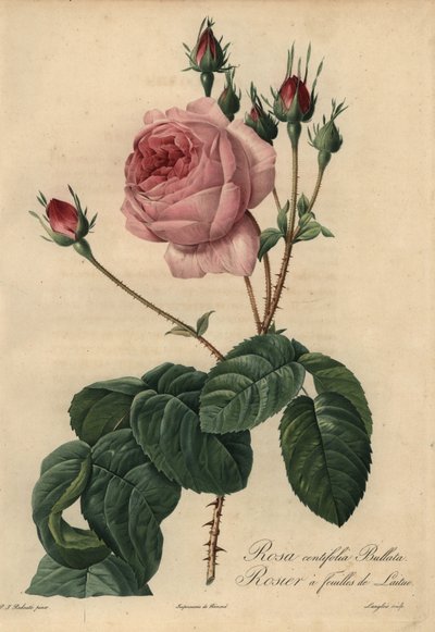 Rózsaszín saláta rózsa Bullata, Rosa centifolia alkotó: Pierre Joseph Redouté