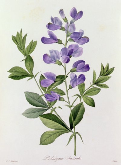 Podalyria Australis (színes metszet) alkotó: Pierre Joseph Redouté