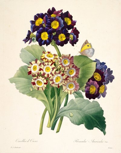 Primula auricula kankalinok, 1827. alkotó: Pierre Joseph Redouté