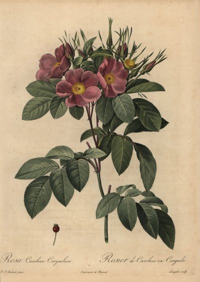 Lila Carolina rózsa vagy legelőrózsa, Rosa carolina corymbosa alkotó: Pierre Joseph Redouté