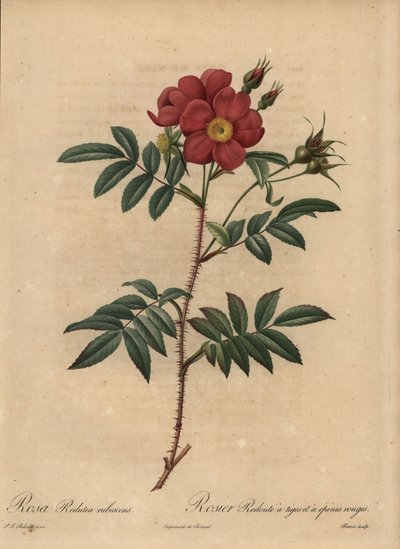 Vörös rózsa, Rosa alkotó: Pierre Joseph Redouté