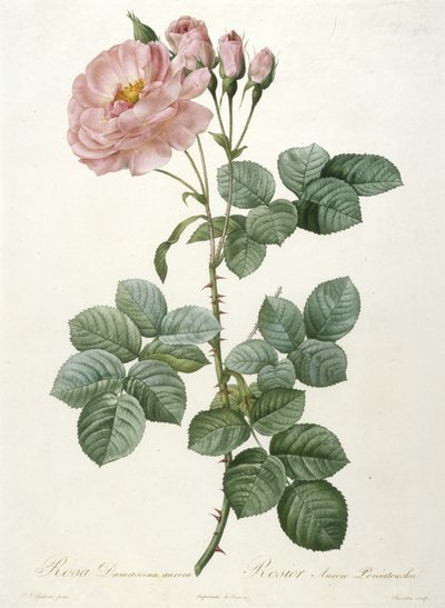 Rosa Damascena aurora, Rosier Aurore Poniatowska, a La Couronne Des Roses-ból, 1817-1824 (kézzel színezett stipple-metszet) alkotó: Pierre Joseph Redouté