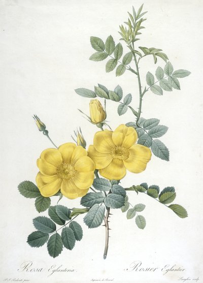 Rosa Eglanteria, Rosier Eglantier, a Les Roses-ból, 1817-24 (kézzel színezett stipple-metszet) alkotó: Pierre Joseph Redouté