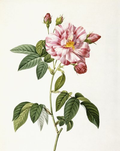Rosa Gallica Versicolor alkotó: Pierre Joseph Redouté