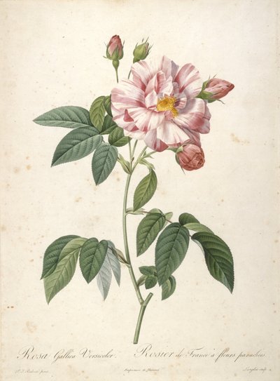 Rosa Gallica Versicolor, Rosier de France a fleurs panachees, Les Roses, 1817-24 (kézzel színezett stipple-metszet) alkotó: Pierre Joseph Redouté
