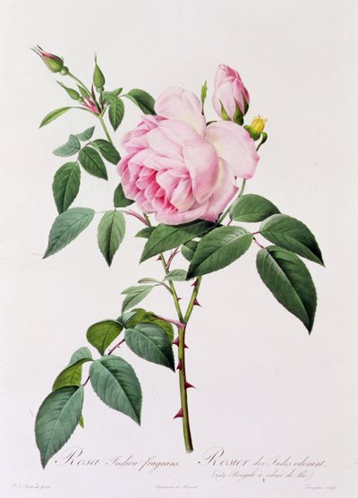 Rosa Indica Fragans (színes metszet) alkotó: Pierre Joseph Redouté