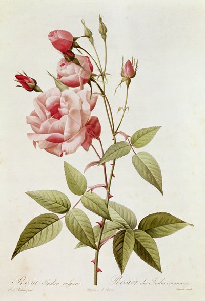 Rosa Indica Vulgaris, Claude Antoine Thory (1757-1827) "Les Roses" című művéből, Eustache Hyacinthe Langlois (1777-1837) metszete, 1817 alkotó: Pierre Joseph Redouté