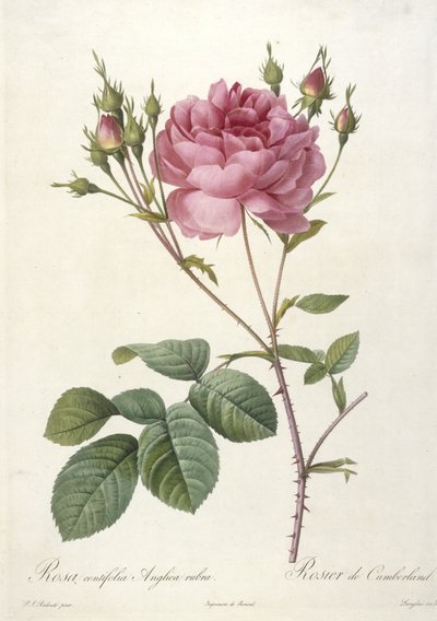 Rosa centifolia Anglica rubra, Rosier de Cumberland, a Les Roses-ból, 1817-24 (kézzel színezett stipple-metszet) alkotó: Pierre Joseph Redouté