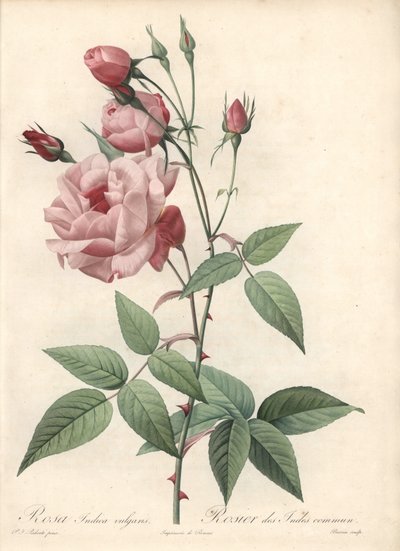 Rose Bengal Rose – Eau forte de Bessin, Pierre Joseph Redoute (1759-1840) illusztrációja alapján, a Les Rosesból alkotó: Pierre Joseph Redouté