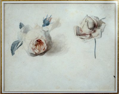 Rózsa tanulmány Pierre Joseph Redoute (1759-1840) akvarellje, 19. századi Malmaison, kastélymúzeum. alkotó: Pierre Joseph Redouté