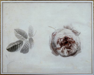 Rózsa tanulmány Pierre Joseph Redoute (1759-1840) akvarellje, 19. századi Malmaison, kastélymúzeum. alkotó: Pierre Joseph Redouté