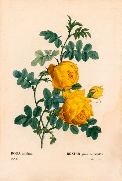 Rose kén, Rosa hemisphaerica, Sárga rózsa kén. Kézzel színezett rézmetszet, Pierre Joseph Redoute „Les Roses” Paris című művéből alkotó: Pierre Joseph Redouté