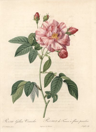Franciaország rózsa vagy Provins rózsa, versicolor fajta - Langlois rézkarca, Pierre Joseph Redoute (1759-1840) illusztrációjából, kivonat a Les Roses-ból alkotó: Pierre Joseph Redouté