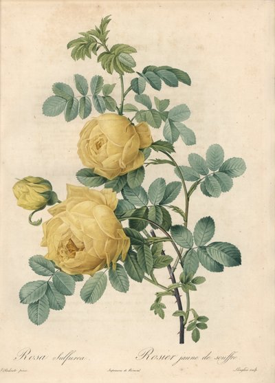Rosier des Turks – Eau forte de Langlois, Pierre Joseph Redoute (1759-1840) illusztrációja alapján, a Les Rosesból alkotó: Pierre Joseph Redouté