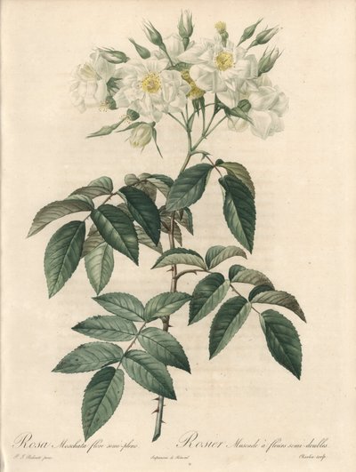 Pézsmarózsa, dupla virágokkal – Charlin rézkarca, Pierre Joseph Redoute (1759-1840) illusztrációjából, kivonat a Les Roses-ból alkotó: Pierre Joseph Redouté