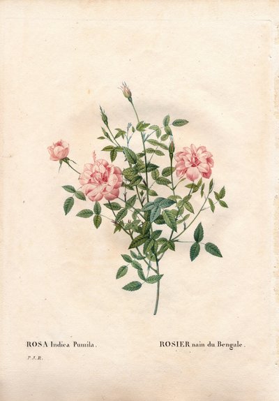 Rouletii rose, Rosa chinensis var. minimum Rouletii, bengáli törpe rózsa. Kézzel színezett rézmetszet, Pierre Joseph Redoute „Les Roses” Paris című művéből alkotó: Pierre Joseph Redouté