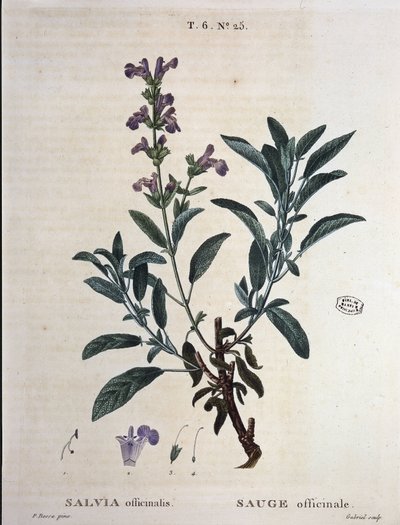 Zsálya officinalis – a „” New Duhamelben, vagy a franciaországi ágakról szóló értekezésben, P. J. Redouté és P. Bessa rajzai, Párizs alkotó: Pierre Joseph Redouté