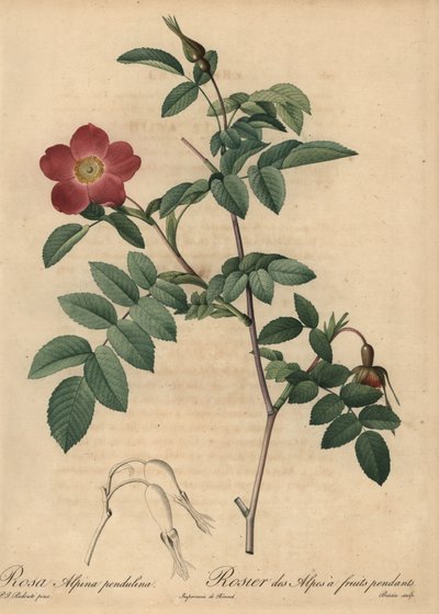 Skarlát alpesi rózsa, Rosa pendulina alkotó: Pierre Joseph Redouté