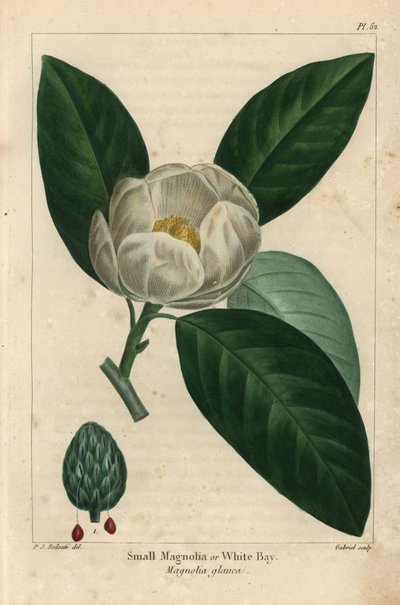 Kis magnóliafa vagy fehér öböl, Magnolia glauca (metszet) alkotó: Pierre Joseph Redouté