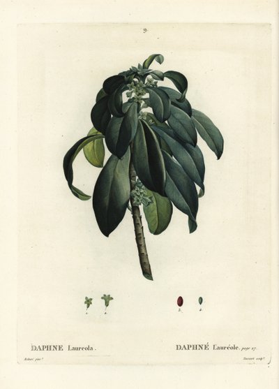 Spurge babér, Daphne laureola. Tassaert kézzel színezett foltmetszet Pierre-Joseph Redoute illusztrációja nyomán Henri Louis Duhamel du Moncel Treat des Trees et Shrustes című művéből, Párizs alkotó: Pierre Joseph Redouté