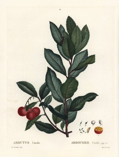 Eperfa, Arbutus unedo. Kézi színű foltmetszet Pierre-Joseph Redoute illusztrációja nyomán Henri Louis Duhamel du Monceau Treat des Arbres et Shrustes című művéből, Párizs alkotó: Pierre Joseph Redouté