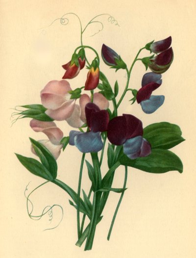 „Sweet Peas: Lathyrus odoratus”, 1827, 1946 alkotó: Pierre Joseph Redouté