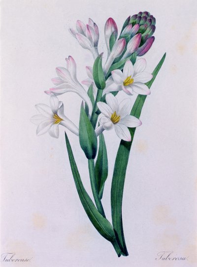 Tuberosa (színes metszet) alkotó: Pierre-Joseph Redouté
