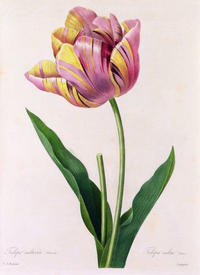 Tulipa Culta (színes metszet) alkotó: Pierre Joseph Redouté
