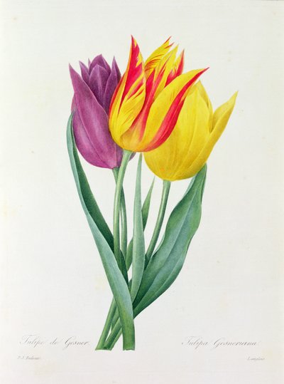 Tulipa Gesneriana (színes metszet) alkotó: Pierre Joseph Redouté