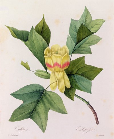 Tulipifera (színes metszet) alkotó: Pierre Joseph Redouté