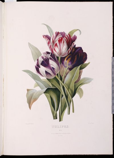 Tulipánok a "Virágcsokrok finom sorozatából" alkotó: Pierre Joseph Redouté