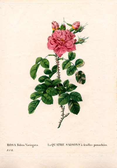 Variegated Four Seasons pink, Rosa damascena var. bifera. Kézzel színezett rézmetszet, Pierre Joseph Redoute „Les Roses” Paris című művéből alkotó: Pierre Joseph Redouté
